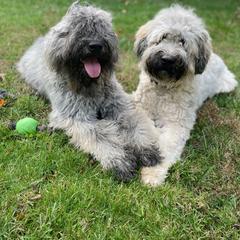 Bouvier des Flandres Puppies from Abken Bouviers