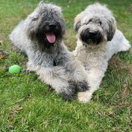 Bouvier des Flandres Puppies from Abken Bouviers