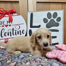 Angel - Cream female Dachshund puppy in Cherry Tree, Oklahoma from Peavine Creek Dachshunds