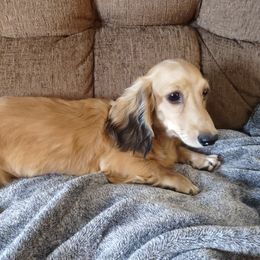 Shorty - Dachshund