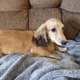 Shorty - Dachshund