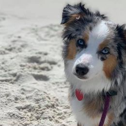 Miniature Australian Shepherds and Toy Australian Shepherds from Stellar Little Aussies