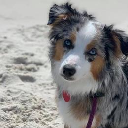 Miniature Australian Shepherds and Toy Australian Shepherds from Stellar Little Aussies