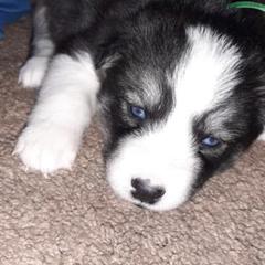 Siberian Husky Puppies from Throne of White Wings