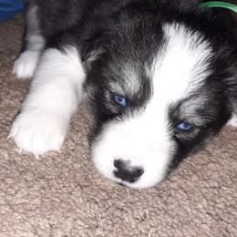 Siberian Husky Puppies from Throne of White Wings