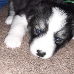 Siberian Husky Puppies from Throne of White Wings