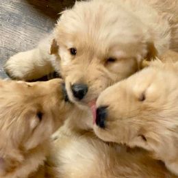 Golden Retrievers and Labrador Retrievers from Jetoca Goldens