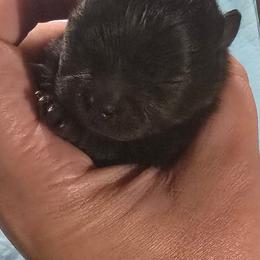 Boy 2 - Black male Pomeranian puppy in Bloomingdale, New Jersey from Bella Luna Pomeranians