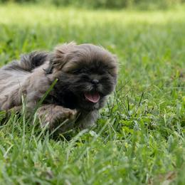 Boy 1 - Silver male Shih Tzu puppy in Springville, Indiana from DeFord Shih Tzu