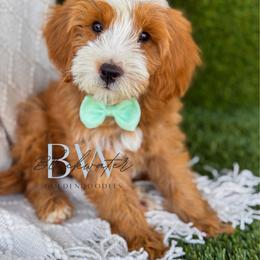 Crimson - Red  male Goldendoodle puppy in Amarillo, Texas from Blackwater Doodles