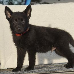 Jet - Black male German Shepherd puppy in Muldrow, Oklahoma from Reizarf Kennels