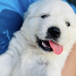 Golden Retriever and Labrador Retriever Puppies from Golden Bundles