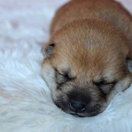 Attina - Red Shiba Inu puppy in Indiana from Wind Dancer's Shibas