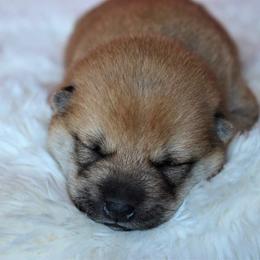 Attina - Red Shiba Inu puppy in Indiana from Wind Dancer's Shibas
