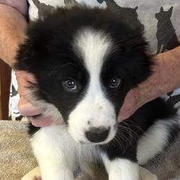 LD - Black and white male Border Collie puppy in Giddings, Texas from JoyLee Border Collies