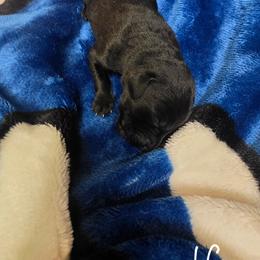 Black Boy 3 - Black male Labrador Retriever puppy in Hebron, Indiana from Farm Creek Retrievers