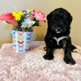 Aussiedoodle, Bernedoodle, and Poodle Puppies from Sis' Doodles & Poodles