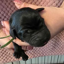 Boy 3 - Black male Labrador Retriever puppy in Oxford, Georgia from Cornish Mountain Labradors