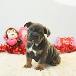 Bulldog puppies from Salted Rim Corgis
