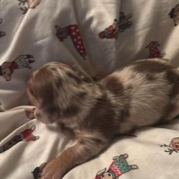 Gordon - Dapple male Dachshund puppy in Argos, Indiana from TKO Doxies
