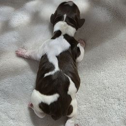 Aloha - Tri-Roan female English Springer Spaniel puppy in Florida from Thunderbird Springers