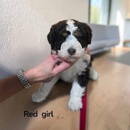 Red Collar - Parti female Poodle puppy in Henagar, Alabama from Windy Oak Kennels