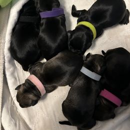 Miniature Schnauzer Puppies from Lakehouse Miniature Schnauzers of Southern Indiana