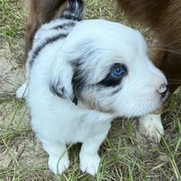 Anakin - Blue merle male Miniature Australian Shepherd puppy in Ocala, Florida from Silver River Mini Aussies