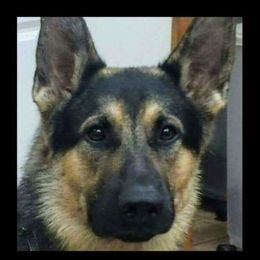 Tiger - German Shepherd