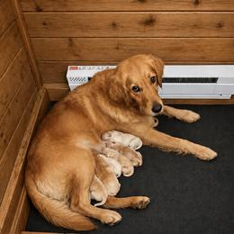 Kona Girl 3 - Golden female Golden Retriever puppy in Fort Morgan, Colorado from Golden Girls Kennels, LLC