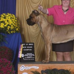 Cane Corso from Storm Front Cane Corso