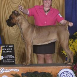 Cane Corso from Storm Front Cane Corso