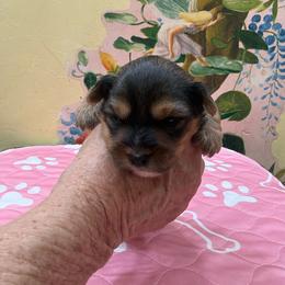 Stormy - Black and gold female Yorkshire Terrier puppy in Phoenix, Arizona from Coursey’s Yorkies