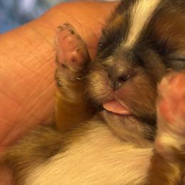 Girl 1 - Black gold and white female Shih Tzu puppy in Benbrook, Texas from Michael’s Shih Tzus