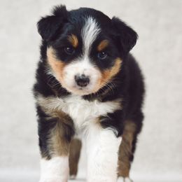 Alder - Black tri-color male Australian Shepherd puppy in Aberdeen, North Carolina from Huckleberry Hill Aussies LLC.