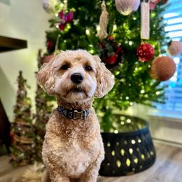 Bailee - Goldendoodle
