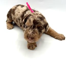 Sprinkles - Merle female Bernedoodle puppy in Mount Pleasant, Tennessee from Doodle My Heart