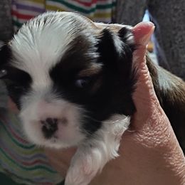 Shih Tzu Puppies from Starrynight Shih Tzu