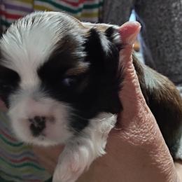 Shih Tzu Puppies from Starrynight Shih Tzu