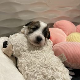 Lavender - Tri-color female Coton de Tulear puppy in Palm Desert, California from Cotoncutie