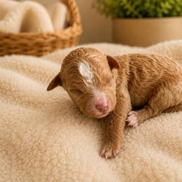 Boy 3 - Red  male Poodle puppy in Eckert, Colorado from High Desert Poodles