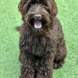 Buckeye - Australian Labradoodle