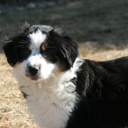 Hazel - Black tri female Miniature Australian Shepherd puppy in Fairview, South Dakota from Dakota Toy Aussies