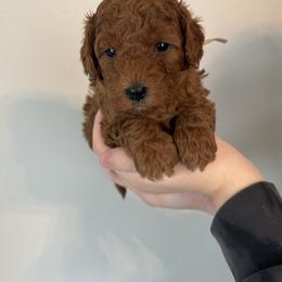 Baby pink - Red  female Goldendoodle puppy in Meridian, Idaho from Goldendoodle of Idaho