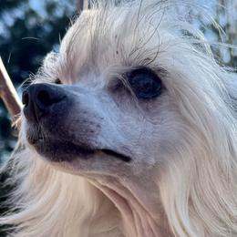 Darla - Sable female Chinese Crested puppy in Lutz, Florida from Halcyon Chinese Cresteds