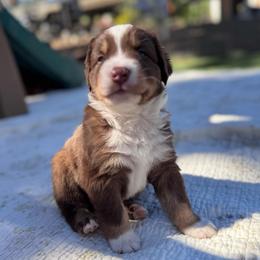 Boy 4 - Red tri-color male Australian Shepherd puppy in Ramona, California from Blue Moon Aussies