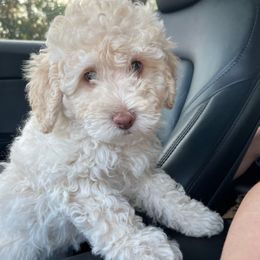 Autumn - White female Bernedoodle puppy in Port Saint Lucie, Florida from Eastside Paws LLC
