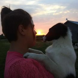 Border Collie Puppies from Stag Valley Homestead