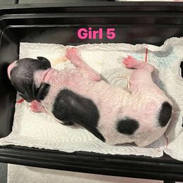 Girl 2 - American Hairless Terrier puppy from Poise Aussies & American Hairless Terriers
