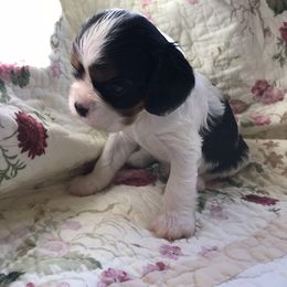 Cavalier King Charles Spaniel Puppies from Sugarloaf Cavaliers